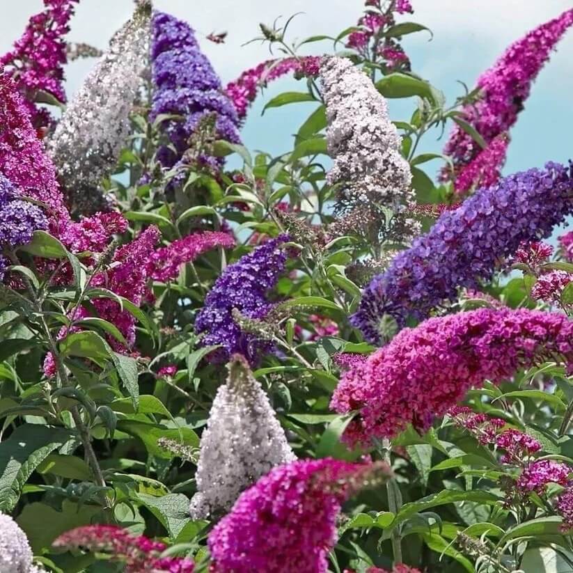 Buddleia Butterfly Bush seeds