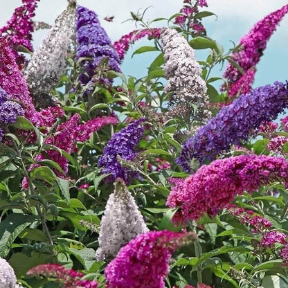 Buddleia Butterfly Bush seeds