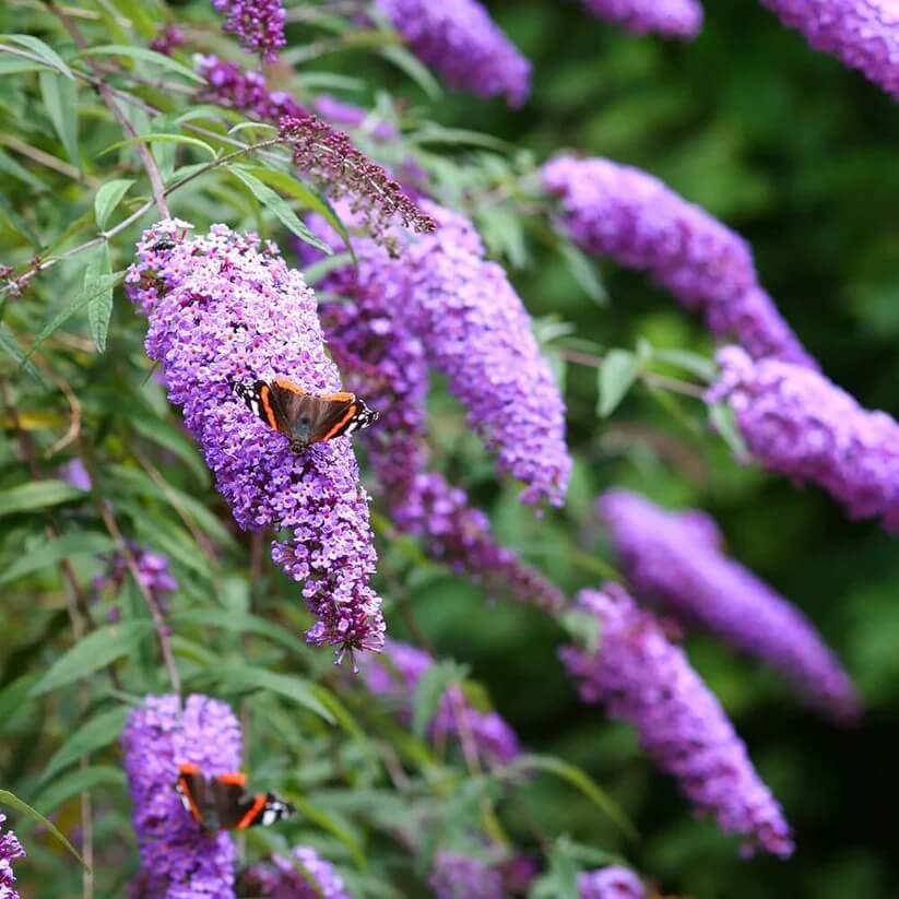 Buddleia Butterfly Bush seeds