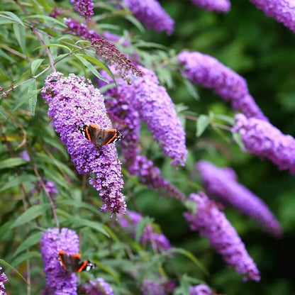 Buddleia Butterfly Bush seeds