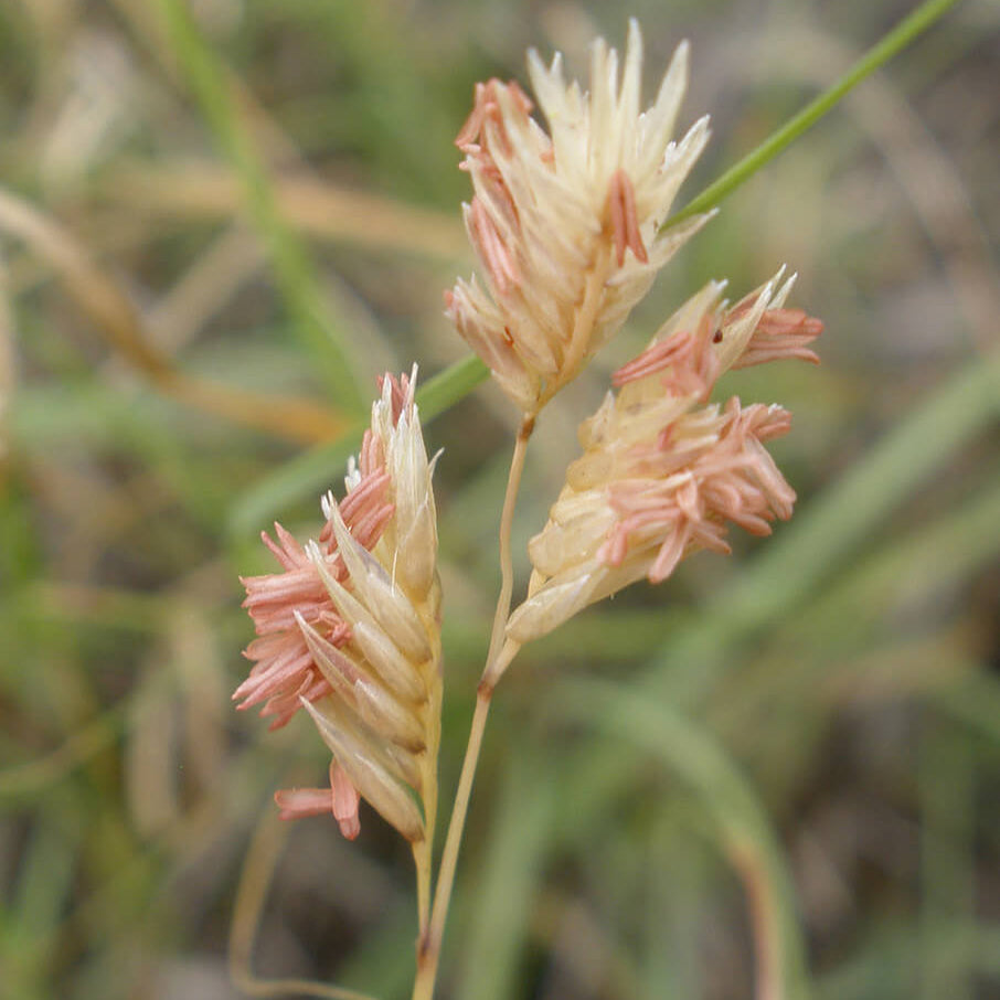 Buffalo Grass Seeds - Flower Plant