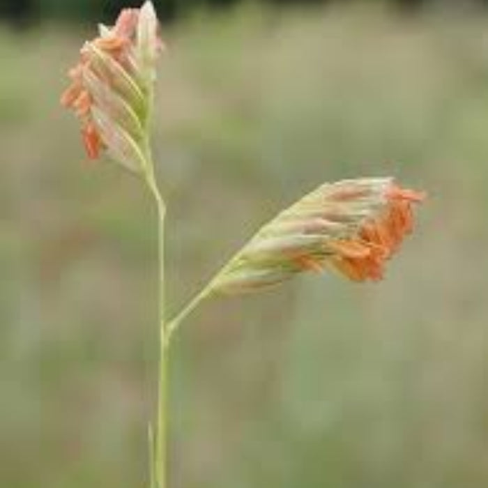 Buffalo Grass Seeds - Flower Plant