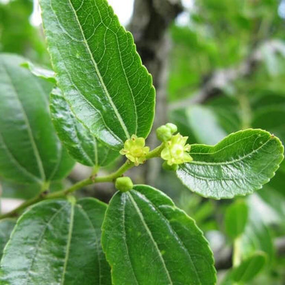 Buffalo Thorn Jujube Seeds - Fruit Plant