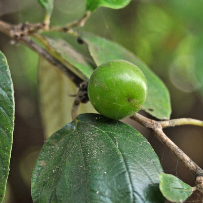 Buffalo Thorn Jujube Seeds - Fruit Plant