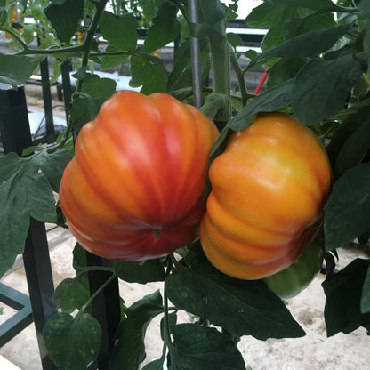 Buffalosun Tomato Seeds - Heirloom Vegetable Plant for Home Gardens