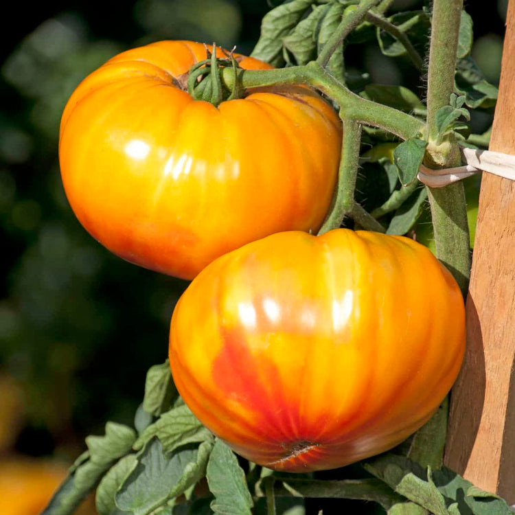 Buffalosun Tomato Seeds - Heirloom Vegetable Plant for Home Gardens