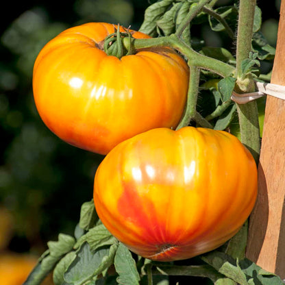 Buffalosun Tomato Seeds - Heirloom Vegetable Plant for Home Gardens
