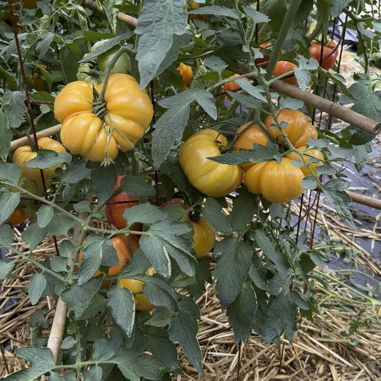 Buffalosun Tomato Seeds - Heirloom Vegetable Plant for Home Gardens