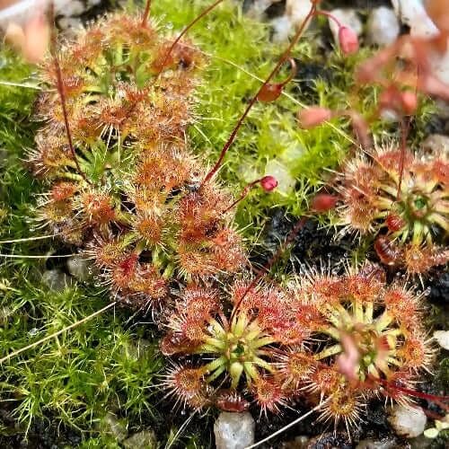 Bug Eating Plant Seeds 