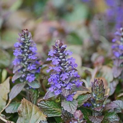 Bugleweed Seeds
