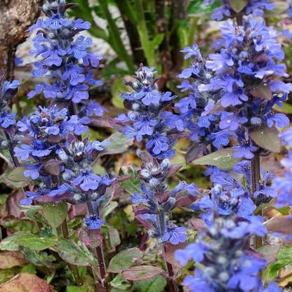 Bugleweed Seeds