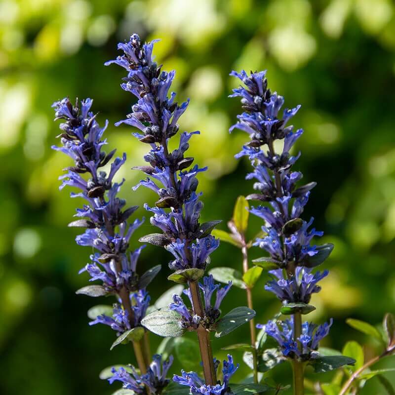 Bugleweed Seeds