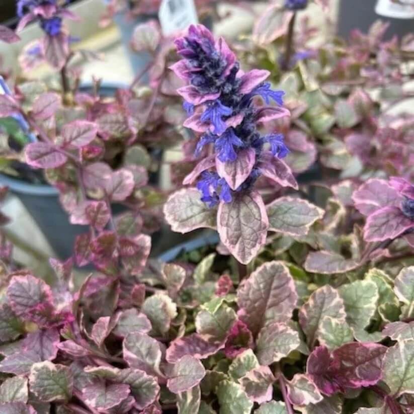 Bugleweed Seeds for Planting