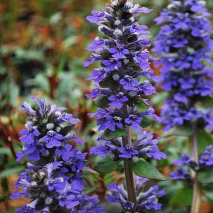 Bugleweed Seeds for Planting