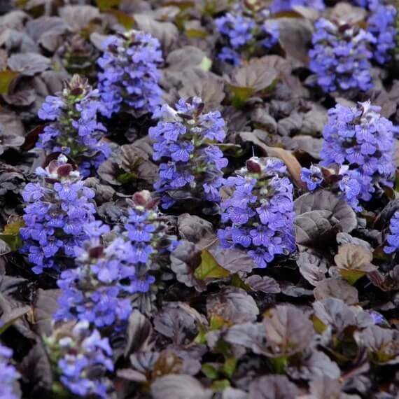 Bugleweed Seeds for Planting