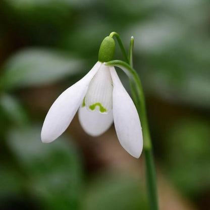 Bulb Snowdrop Seeds