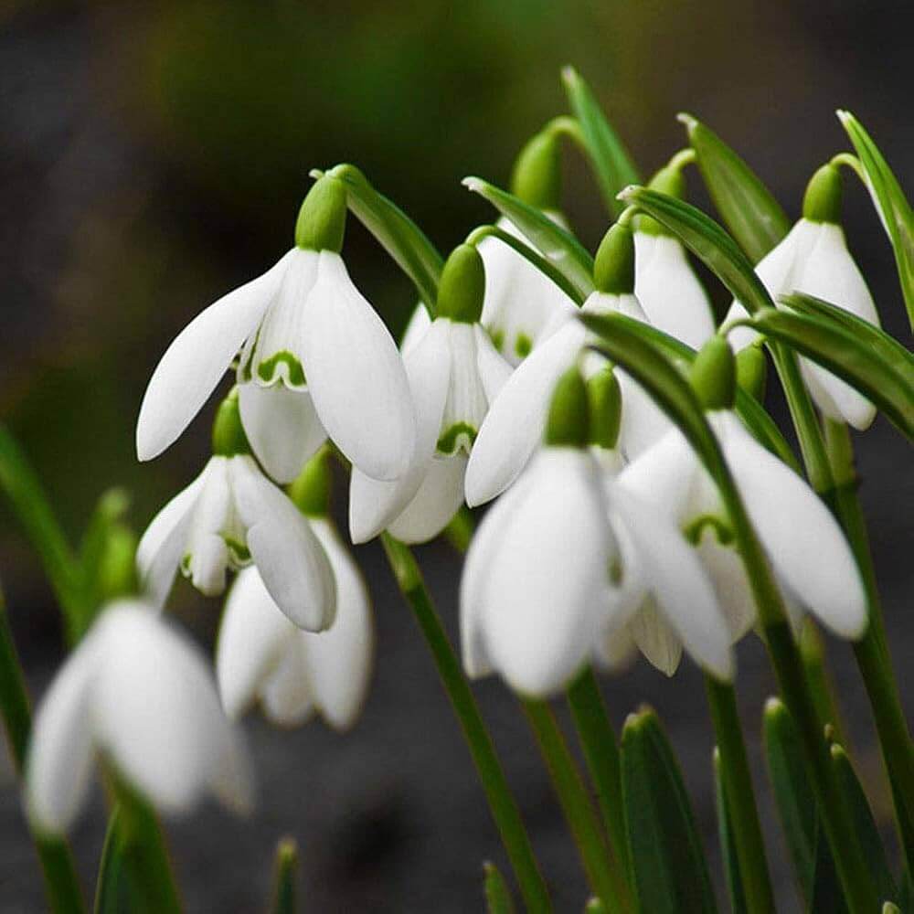 Bulb Snowdrop Seeds