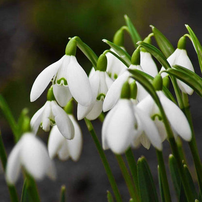 Bulb Snowdrop Seeds