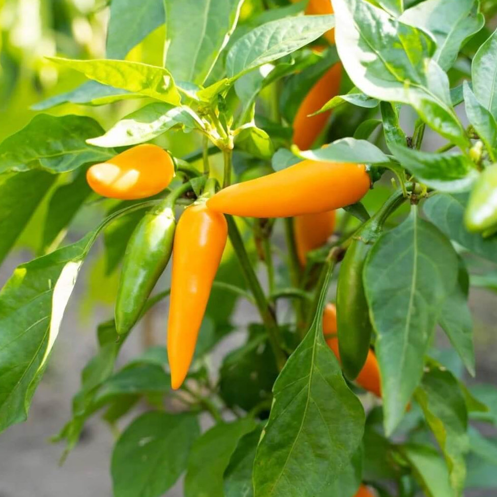 Bulgarian Carrot Pepper Seeds - Vegetable Plant