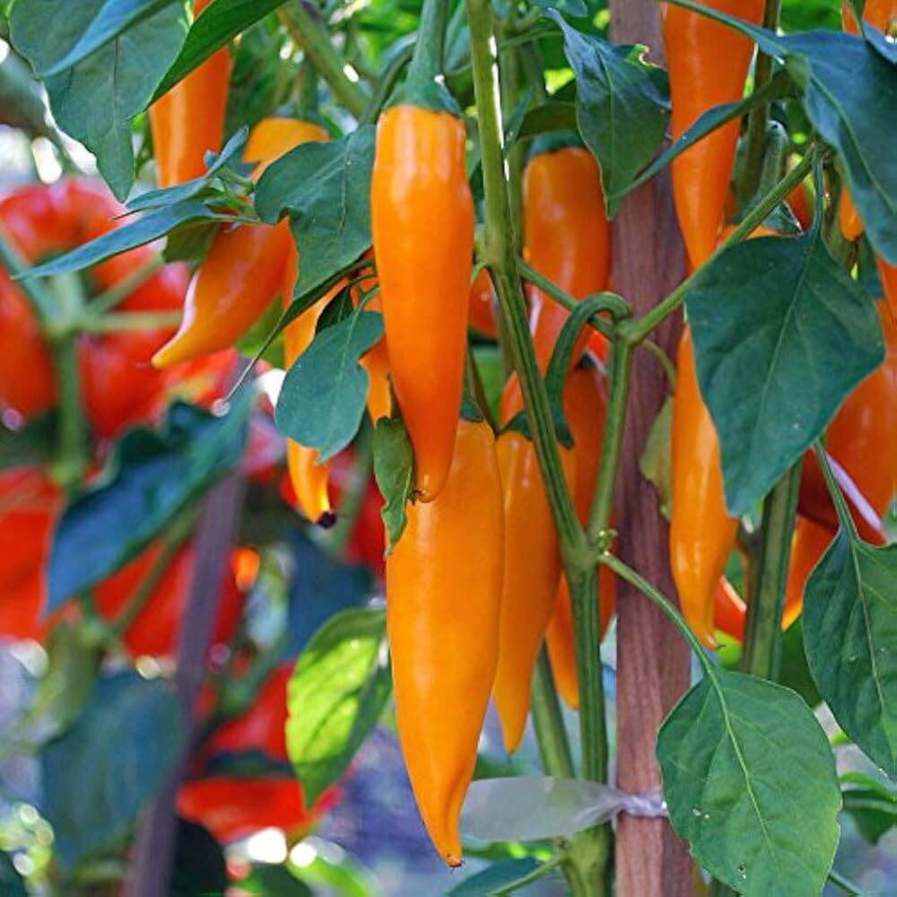 Bulgarian Carrot Pepper Seeds - Vegetable Plant