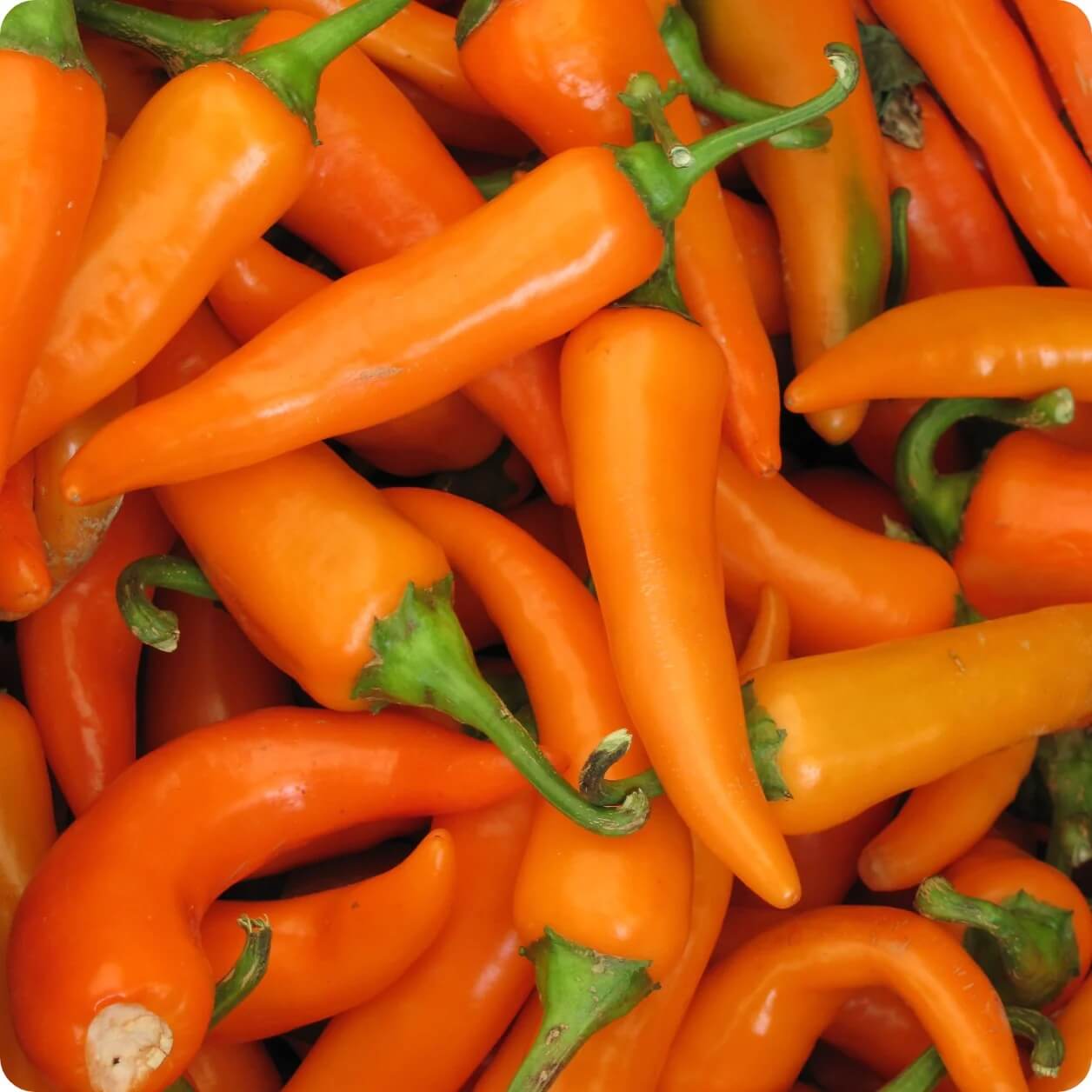 Bulgarian Carrot Pepper Seeds - Vegetable Plant