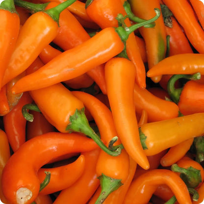 Bulgarian Carrot Pepper Seeds - Vegetable Plant