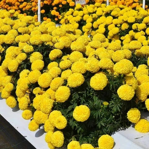 Bulk Marigold Seeds - Flower Plant
