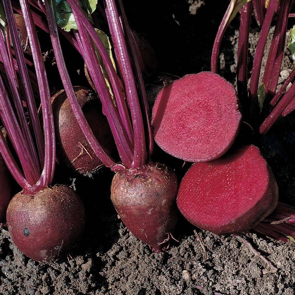 Bull's Blood Beet Seeds