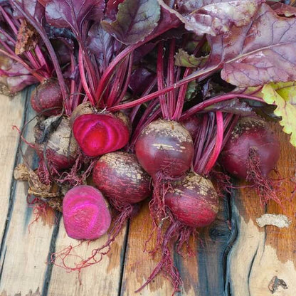 Bulls blood beet seeds - Vegetable Plant