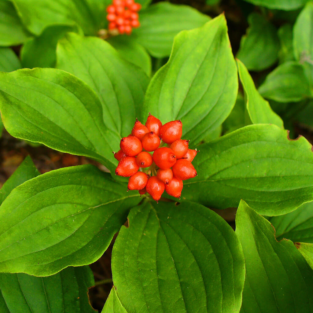Bunchberry Seeds - Heirloom Fruit Plant for Home Gardens