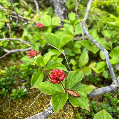 Bunchberry Seeds - Heirloom Fruit Plant for Home Gardens