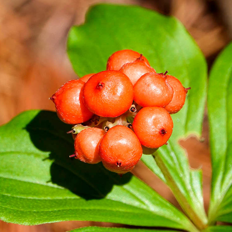 Bunchberry Seeds - Heirloom Fruit Plant for Home Gardens