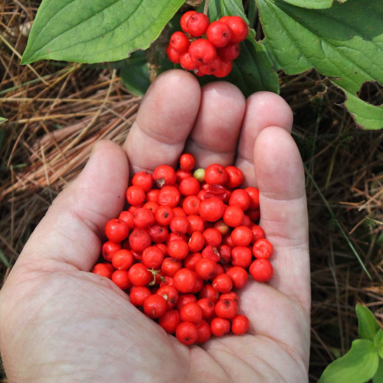 Bunchberry Seeds - Heirloom Fruit Plant for Home Gardens