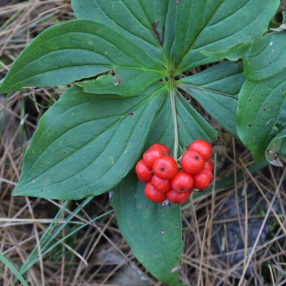 Bunchberry Seeds - Heirloom Fruit Plant for Home Gardens