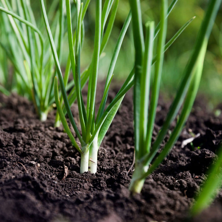 Bunching Onion Seeds - Heirloom Vegetable Plant for Home Gardens