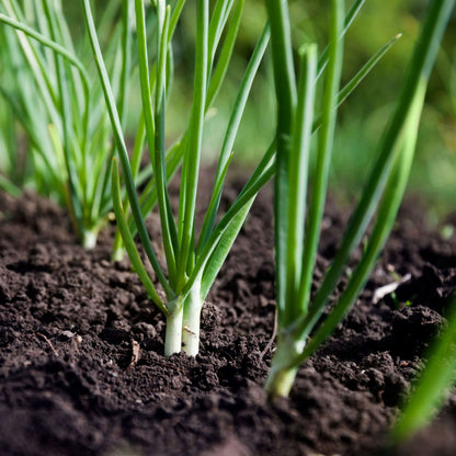 Bunching Onion Seeds - Heirloom Vegetable Plant for Home Gardens