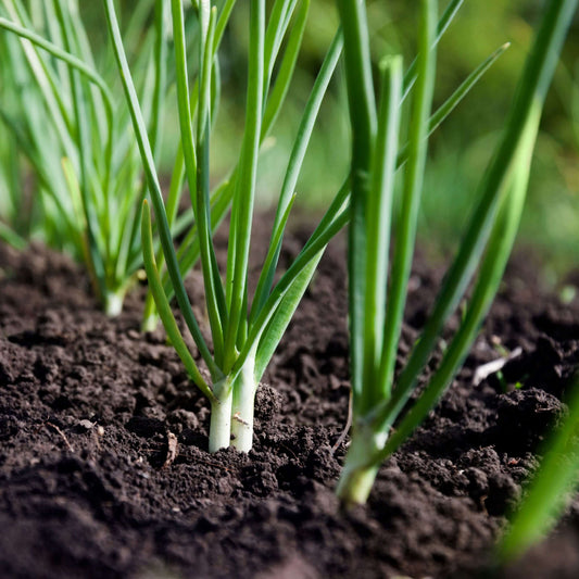 Bunching Onion Seeds - Heirloom Vegetable Plant for Home Gardens