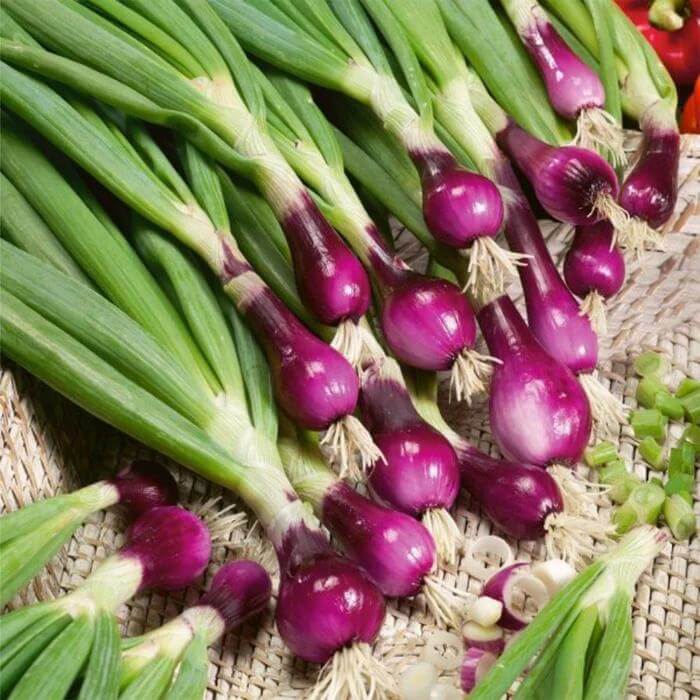 Bunching Onion Seeds - Heirloom Vegetable Plant for Home Gardens
