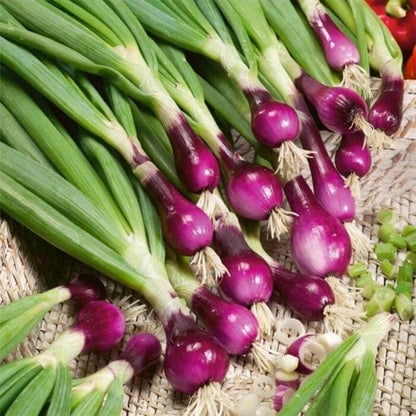 Bunching Onion Seeds - Heirloom Vegetable Plant for Home Gardens