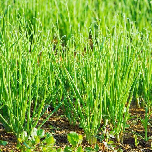 Bunching Onion Seeds - Heirloom Vegetable Plant for Home Gardens