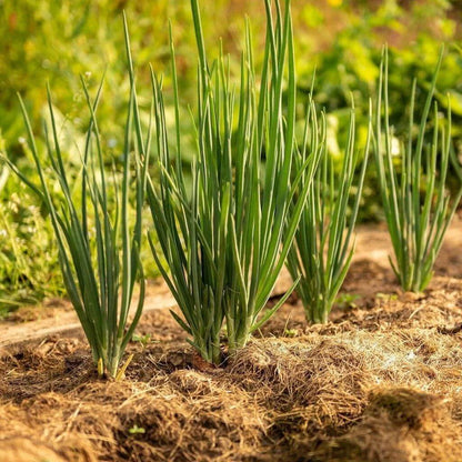 Bunching Onion Seeds - Heirloom Vegetable Plant for Home Gardens