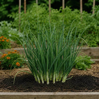 Bunching Onion Seeds - Heirloom Vegetable Plant for Home Gardens