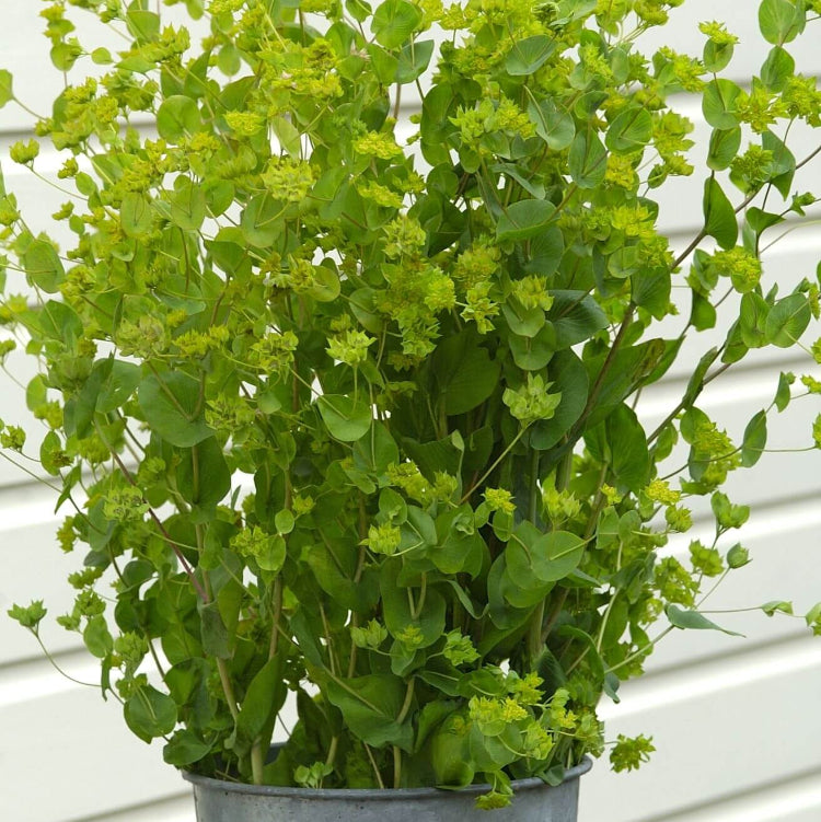 Bupleurum Green Gold Seeds - Heirloom Flower Plant for Home Gardens