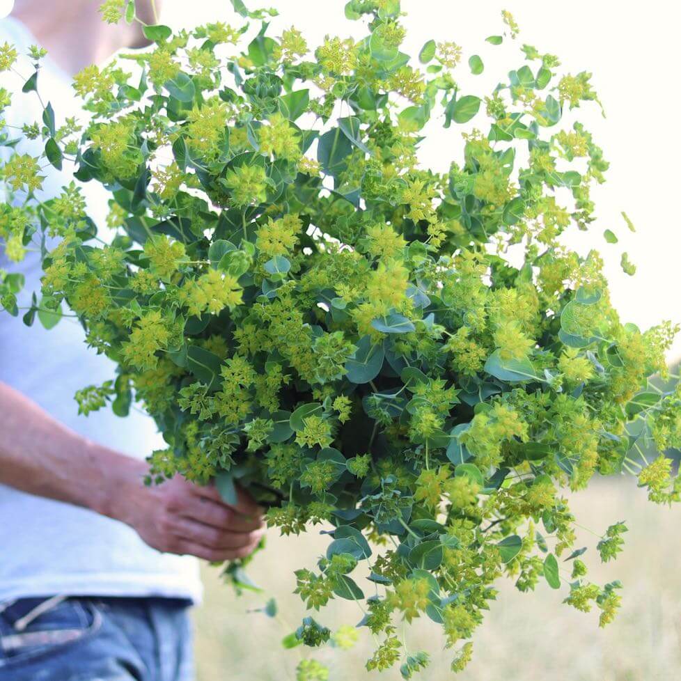 Bupleurum Green Gold Seeds - Heirloom Flower Plant for Home Gardens