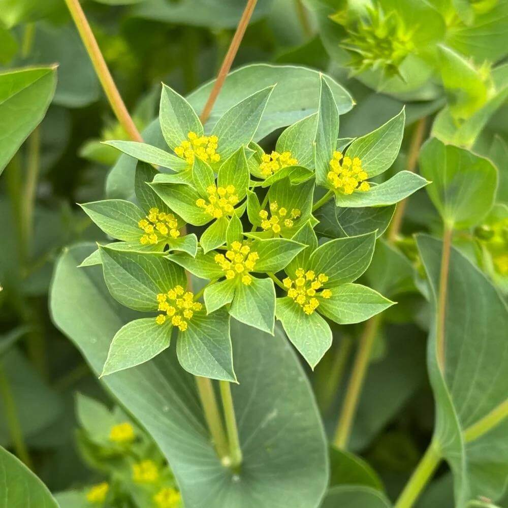 Bupleurum Green Gold Seeds - Heirloom Flower Plant for Home Gardens