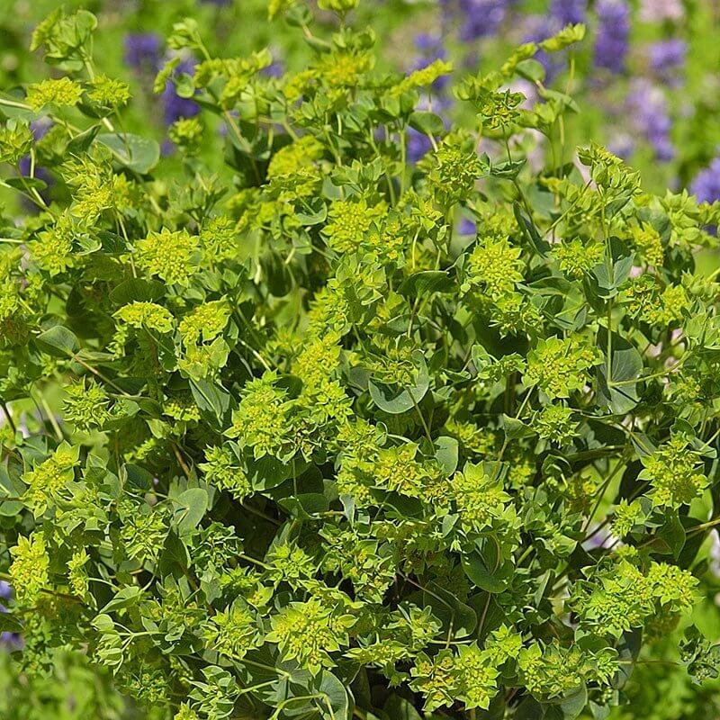 Bupleurum Green Gold Seeds - Heirloom Flower Plant for Home Gardens