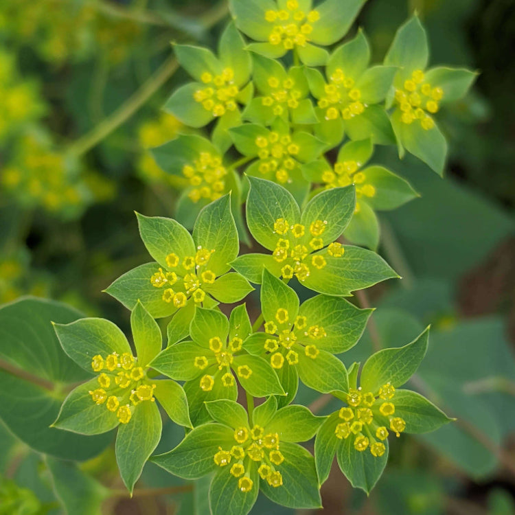 Bupleurum Green Gold Seeds - Heirloom Flower Plant for Home Gardens