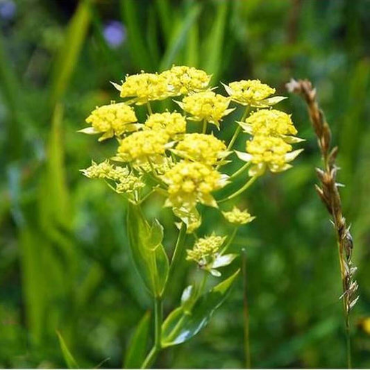 Bupleurum Seeds - Herbal Plant for Home Gardens