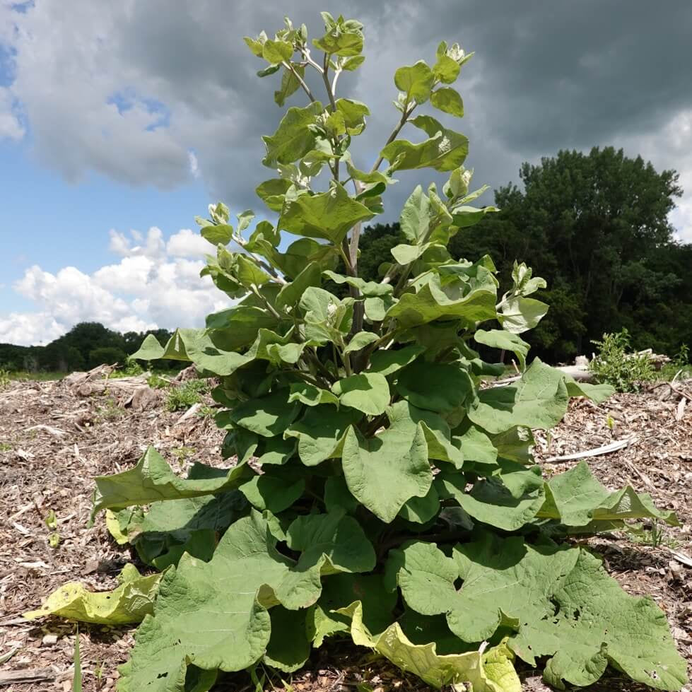 Burdock Seeds - Heirloom Herb Plant for Home Gardens