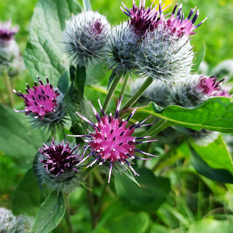 Burdock Seeds - Heirloom Herb Plant for Home Gardens